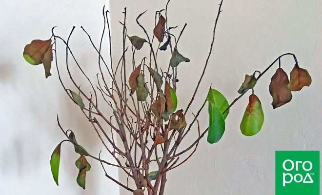 Почему у фикуса желтеют и опадают листья: как помочь растению